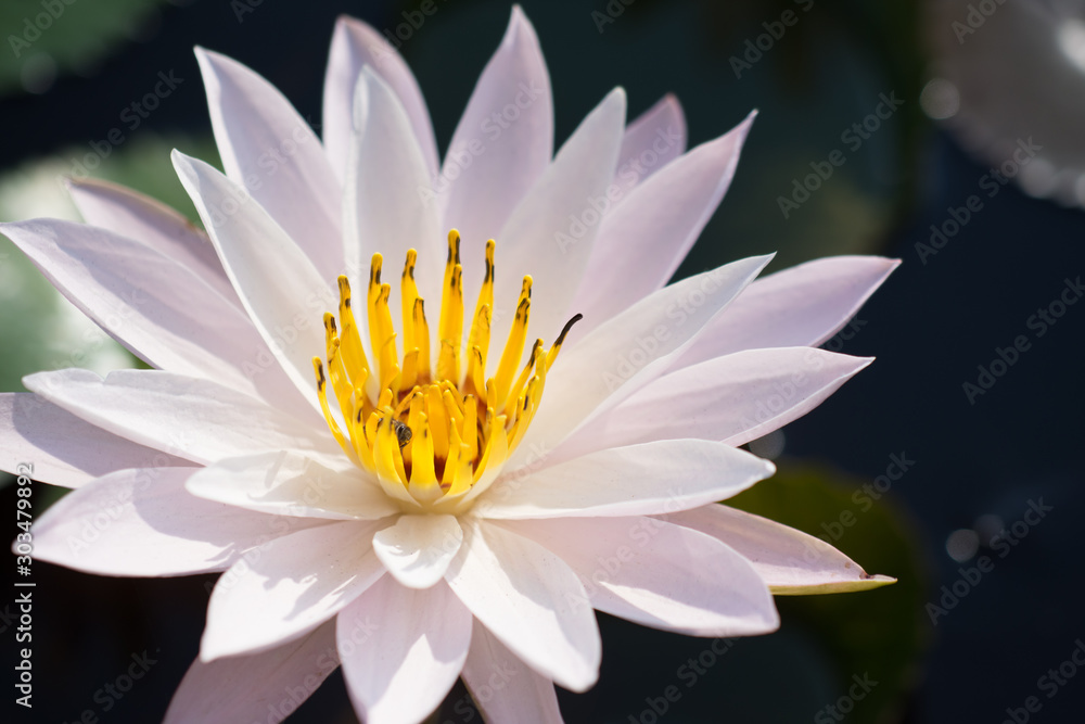 Close up of white water Lilies in a garden pond. Close up of white water Lilies in a garden pond.