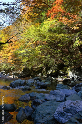 奥祖谷 渓谷を彩る紅葉(徳島県）