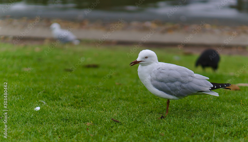 Seagull standing on green grass Seagull standing on green grass