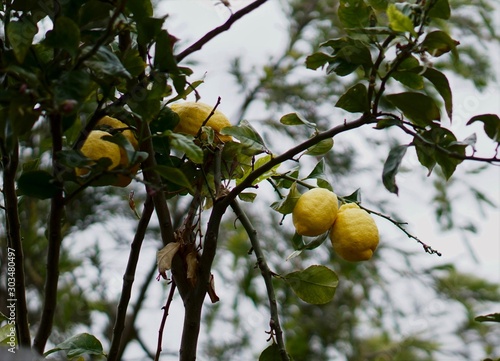 Lemons still on lemon tree