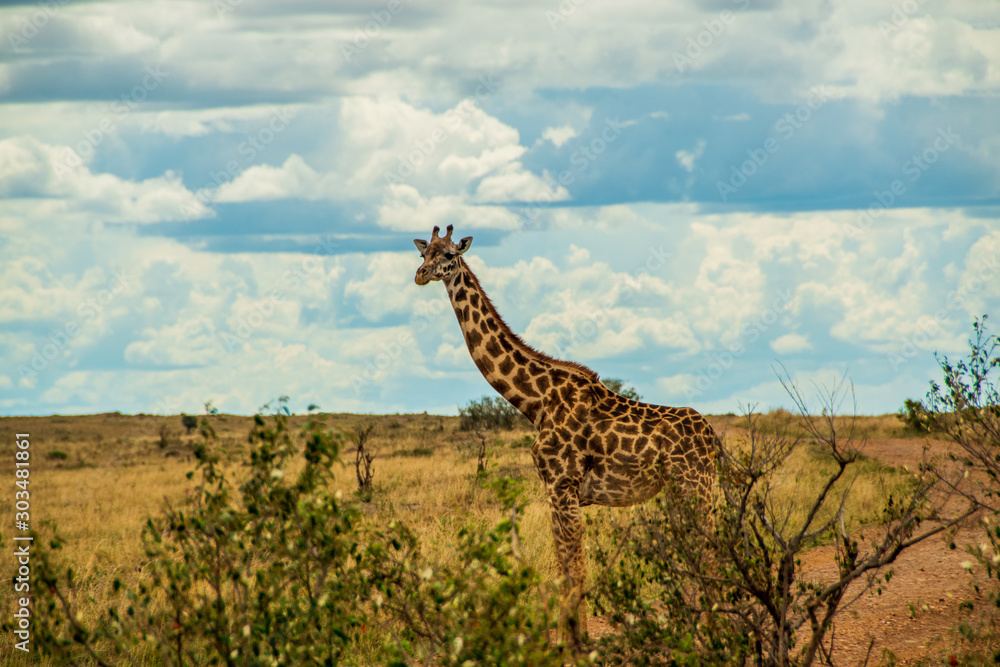 Fototapeta premium Giraffe