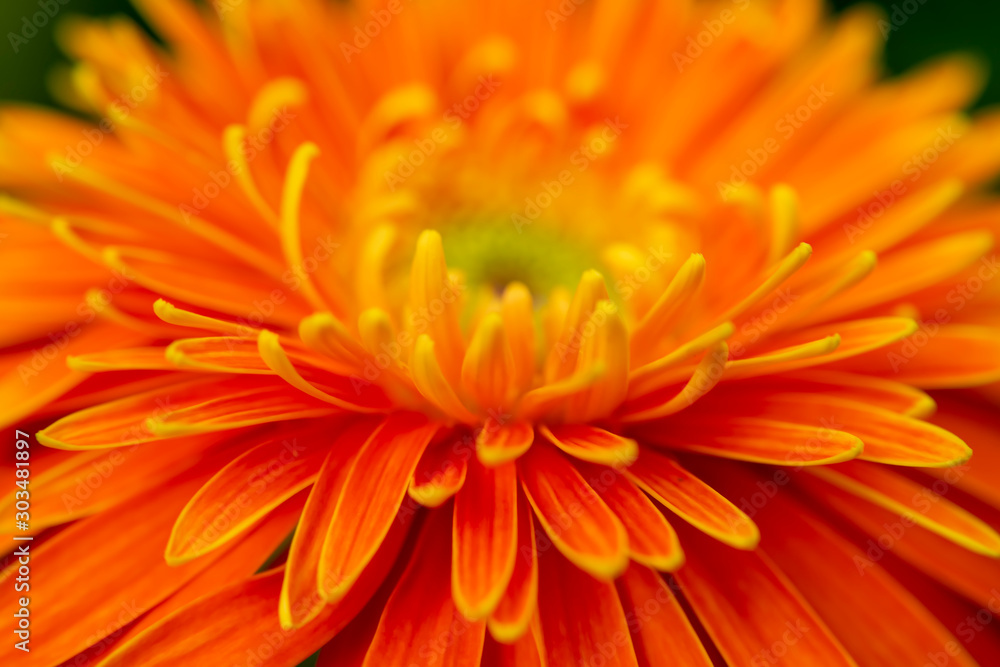 Close up and blur orange gerbera flower background. Close up and blur orange gerbera flower background.