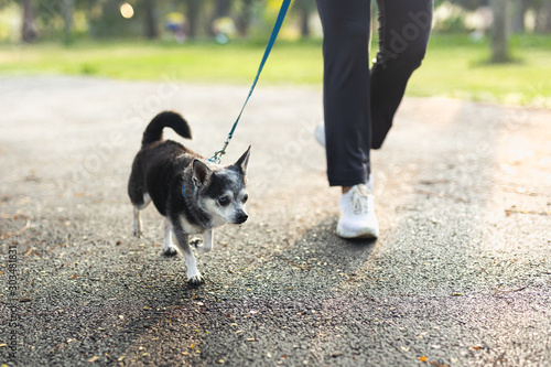 Woman exercise walking with Chihuahua dog in the park