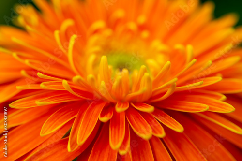 Close up and blur orange gerbera flower background.
