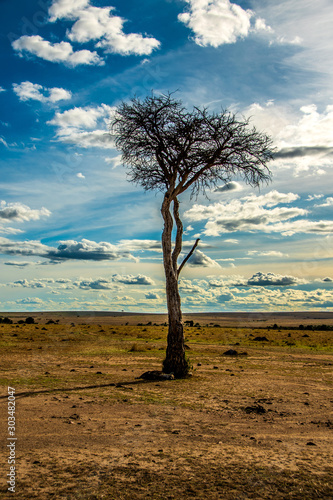 Tree and hyena