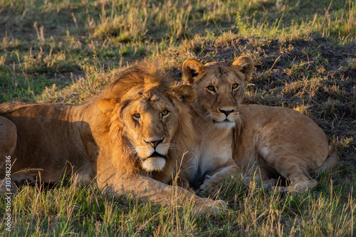 Lion couple at Maasai Mara