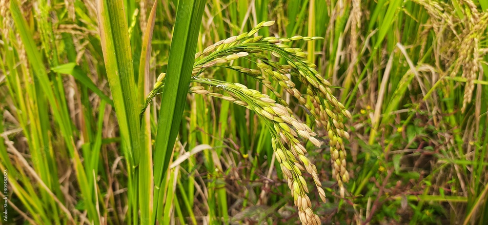 Paddy farming of India.Ready paddy crop. Most popular Grain of India. Paddy farming of India.Ready paddy crop. Most popular Grain of India.