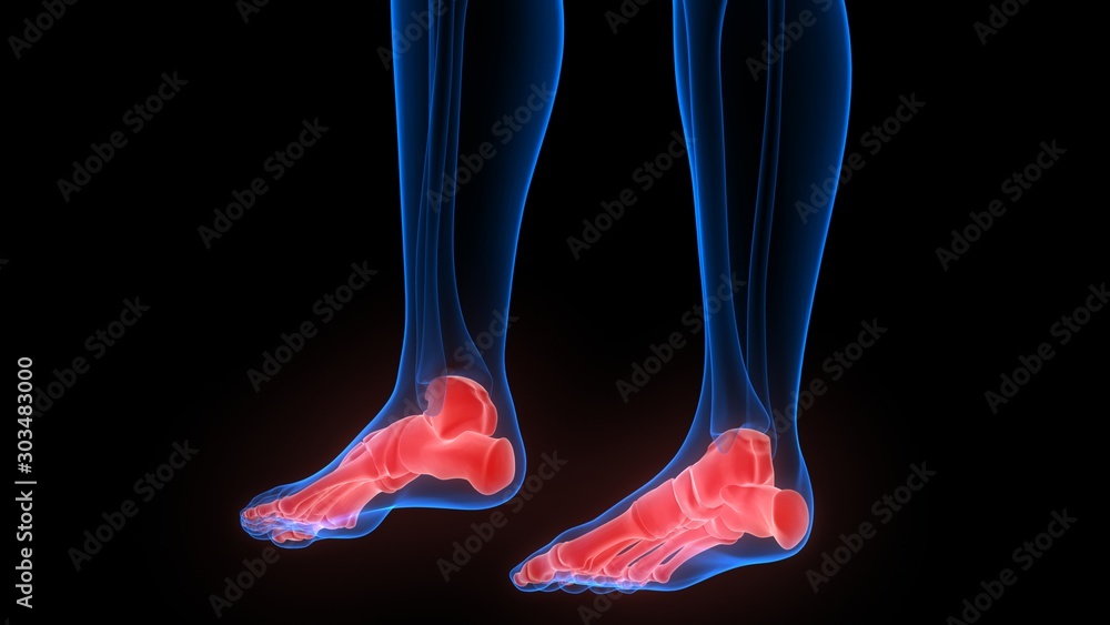 Human Skeleton System Foot Bone Joints Anatomy X-ray 3D rendering Human Skeleton System Foot Bone Joints Anatomy X-ray 3D rendering