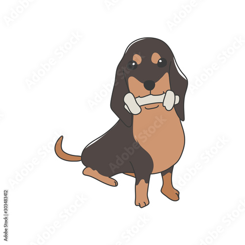 犬　ポーズ　表情　ミニチュアダックスフンド　おすわり　黒