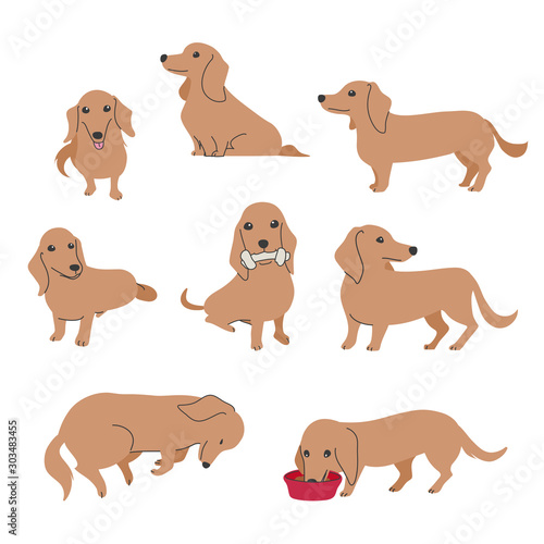 犬　ポーズ　表情　ミニチュアダックスフンド　バラエティ