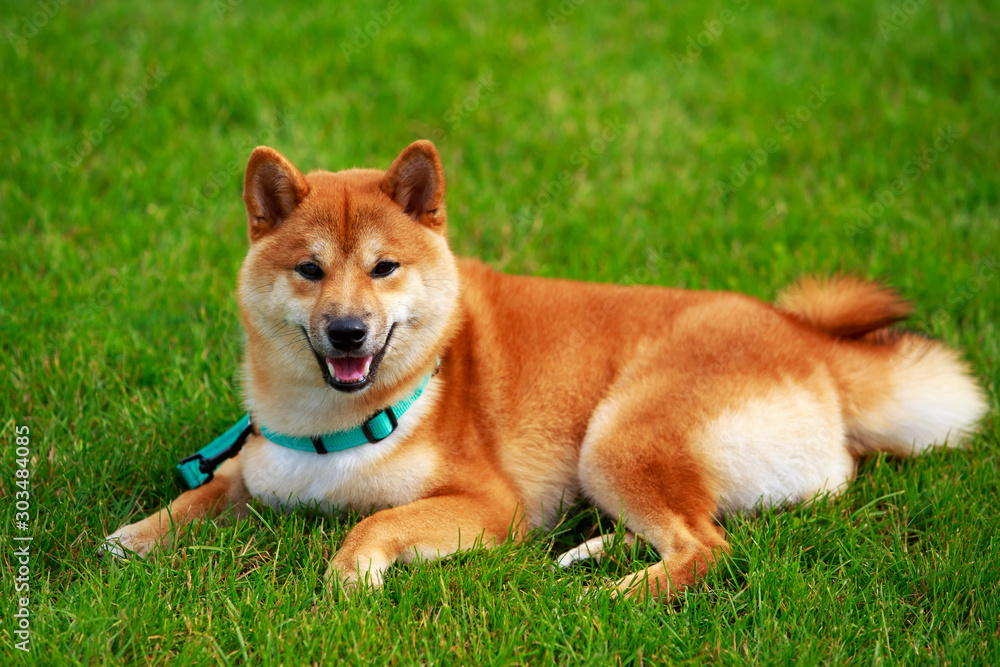 The dog breed Shiba inu The dog breed Shiba inu