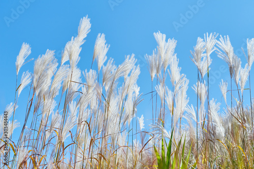 Autumn dry reeds detail on blue sky.