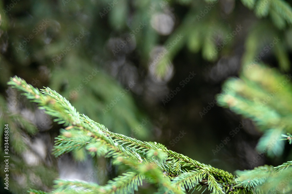 Green spruce branches as a textured background. Beautiful branch of spruce with needles. Christmas tree in nature. Close up.