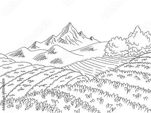 Tea plantation graphic black white landscape sketch illustration vector