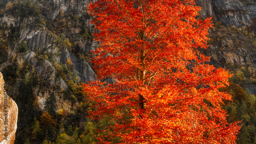 orange tree in autumn season in the mountains of Val di Mello