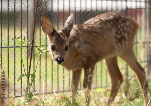 Capreolus capreolus, Rehkitz im Portrait  photo