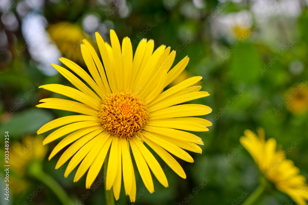 Bright yellow flowers of Doronicum orientale, or leopard's bane. Garden decorative flowering plant. Close-up. Bright yellow flowers of Doronicum orientale, or leopard's bane. Garden decorative flowering plant. Close-up.