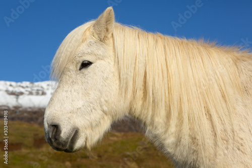Beautiful white Icelandic horse in Iceland. 