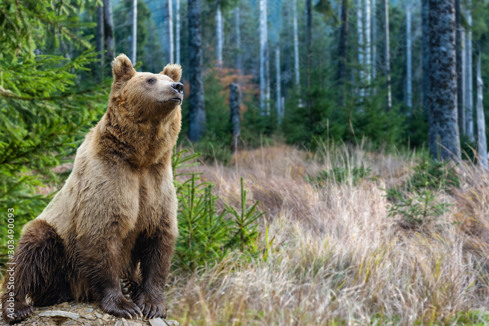 Brown bear (Ursus arctos) in nature