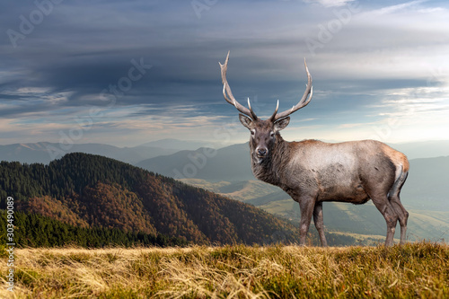 Deer on mountain background in summer time © byrdyak