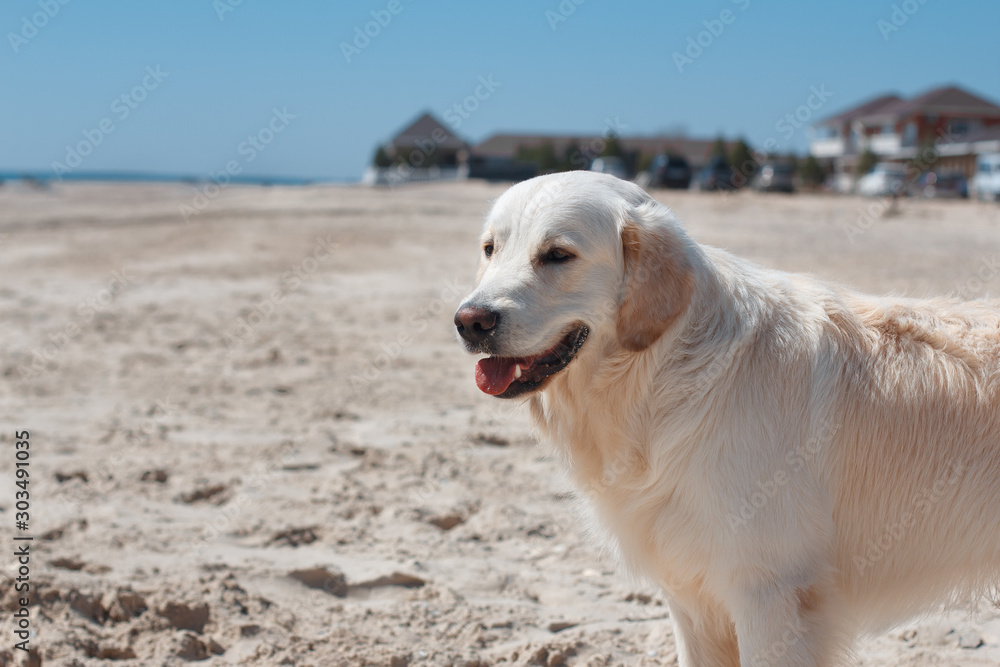 Golden retriever labrador on the beach sunny day Golden retriever labrador on the beach sunny day