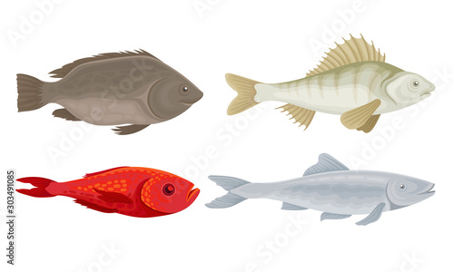 Realistic Marketable Fish Vector Set. Various Sorts of Fresh Fish Collection