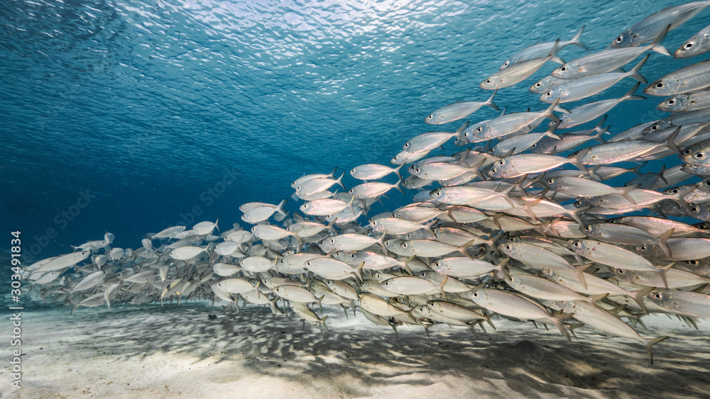 Bait Ball School Fish Turquoise Water Coral Reef Caribbean Sea — Stock  Photo © NaturePicsFilms #414324196