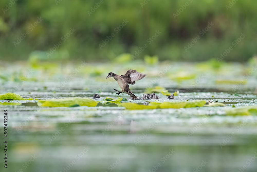 cotton pygmy goose