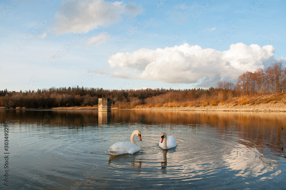 swans on a sunny day on the lake