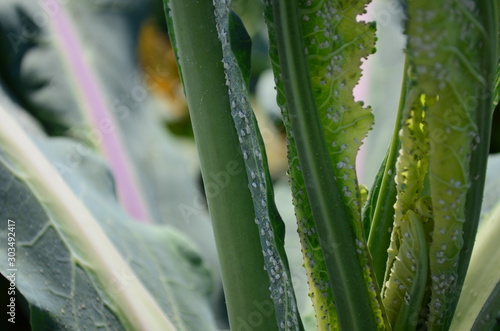 decorative cabbage leaves in the garden infected with white flies