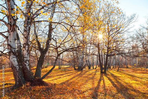 Beautiful bright sunny colorful autumn landscape. Morning among trees with foliage in nature outdoors in an orange-yellow golden forest in fine warm weather in October in the fall season. Russia, Sara © Светлана Евграфова