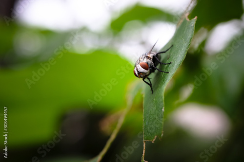 close up macro of common fly or housefly