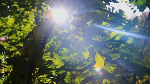 The sun breaks through the leaves rustling with autumn wind. Autumn landscape