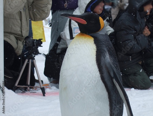 penguins neatly parading on the snow covered ground through lined audience at asahiyama zoo, hokkaido, japan photo