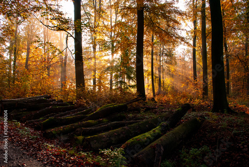 Autumn in the forest sunstripes photo