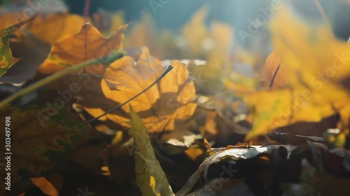 Close up yellow beautiful leaves lying on the ground. Autumn footage