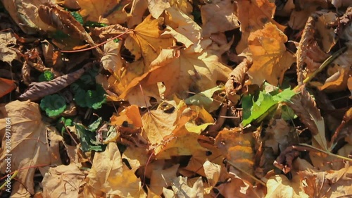 Veiw from above yellow beautiful leaves lying on the ground. Autumn footage