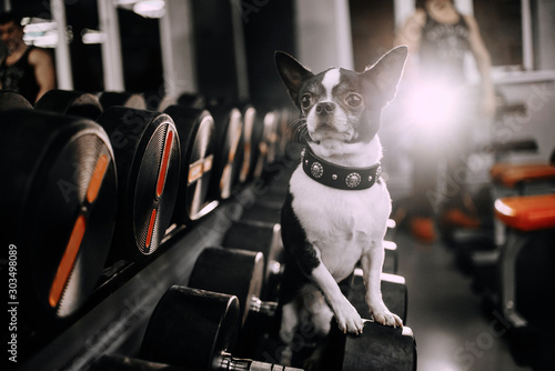 black and white chihuahua dog posing in a gym © ksuksa