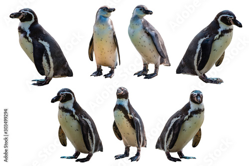 Set of Humboldt penguin (Spheniscus humboldti) on white isolated background with clipping path