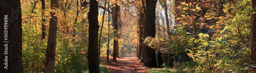 Herbstwald im Sonnenschein photo