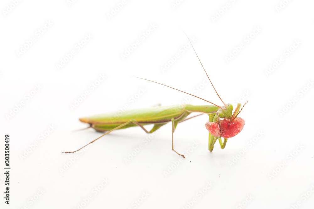 Green mantis isolated on a white background Green mantis isolated on a white background