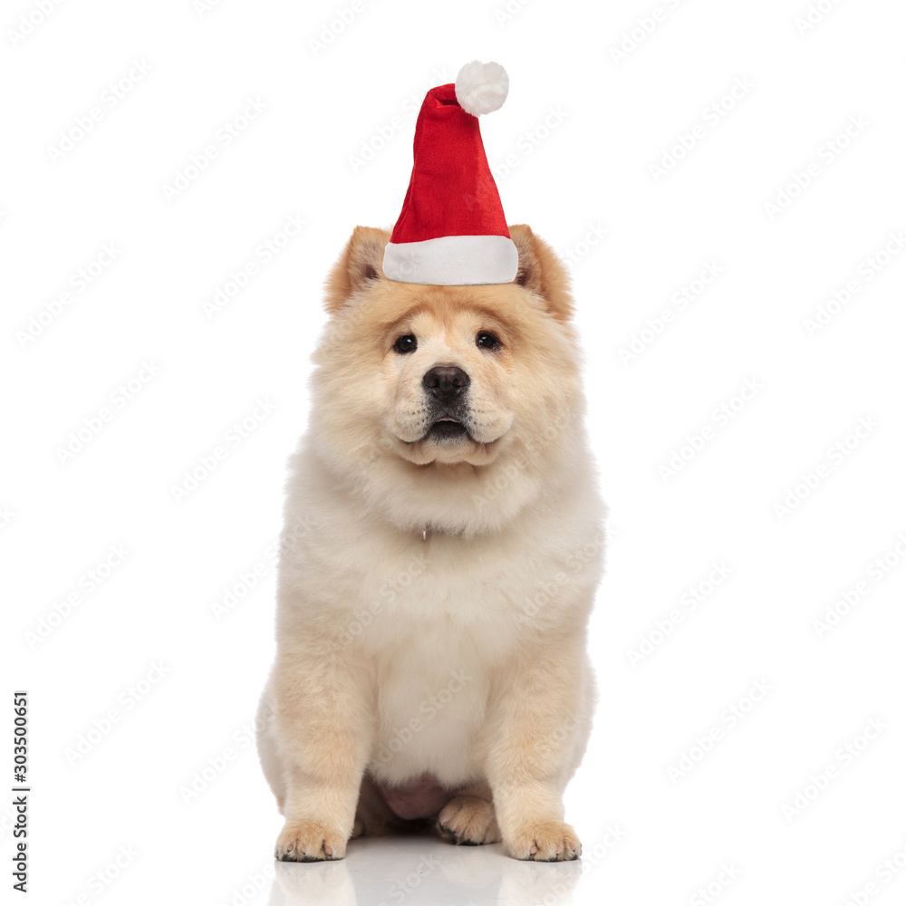 cute female chow chow with yellow fur wearing santa hat