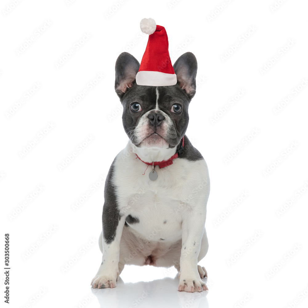 french bulldog puppy wearing santa claus hat