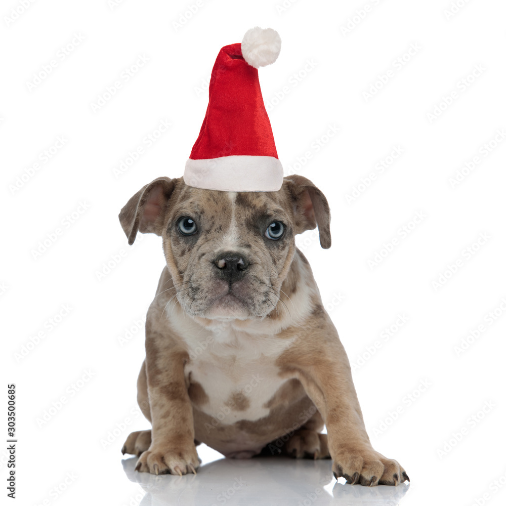 santa claus American bully sitting and looking curiously