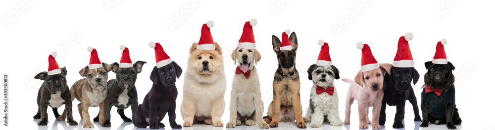 lots of cute dogs standing together while wearing santa hats waiting to celebrate christmas