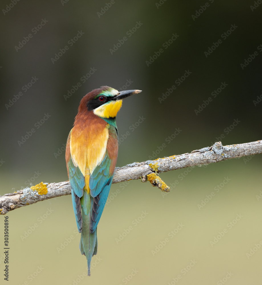 Obraz premium bee-eater