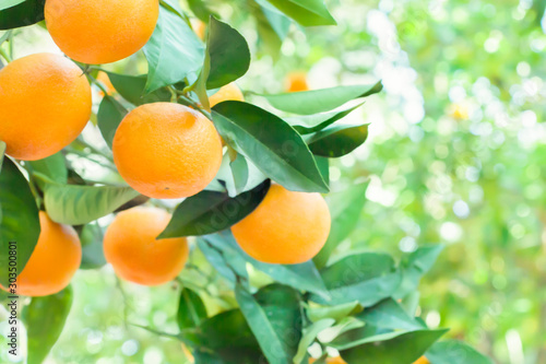 Orange tree in orange garden