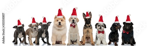 group of happy dogs wearing santa claus hats for christmas