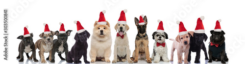 lots of cute dogs standing together while wearing santa hats waiting to celebrate christmas
