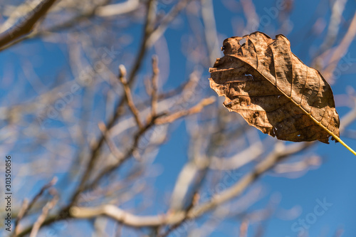 The last leaf of the walnut on the string.